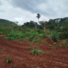 Terrain:Elat – Yaoundé
