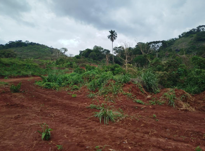 ELAT - YAOUNDÉ